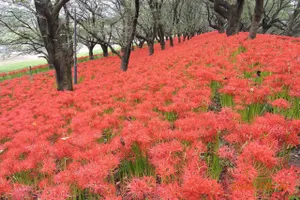 県営権現堂公園