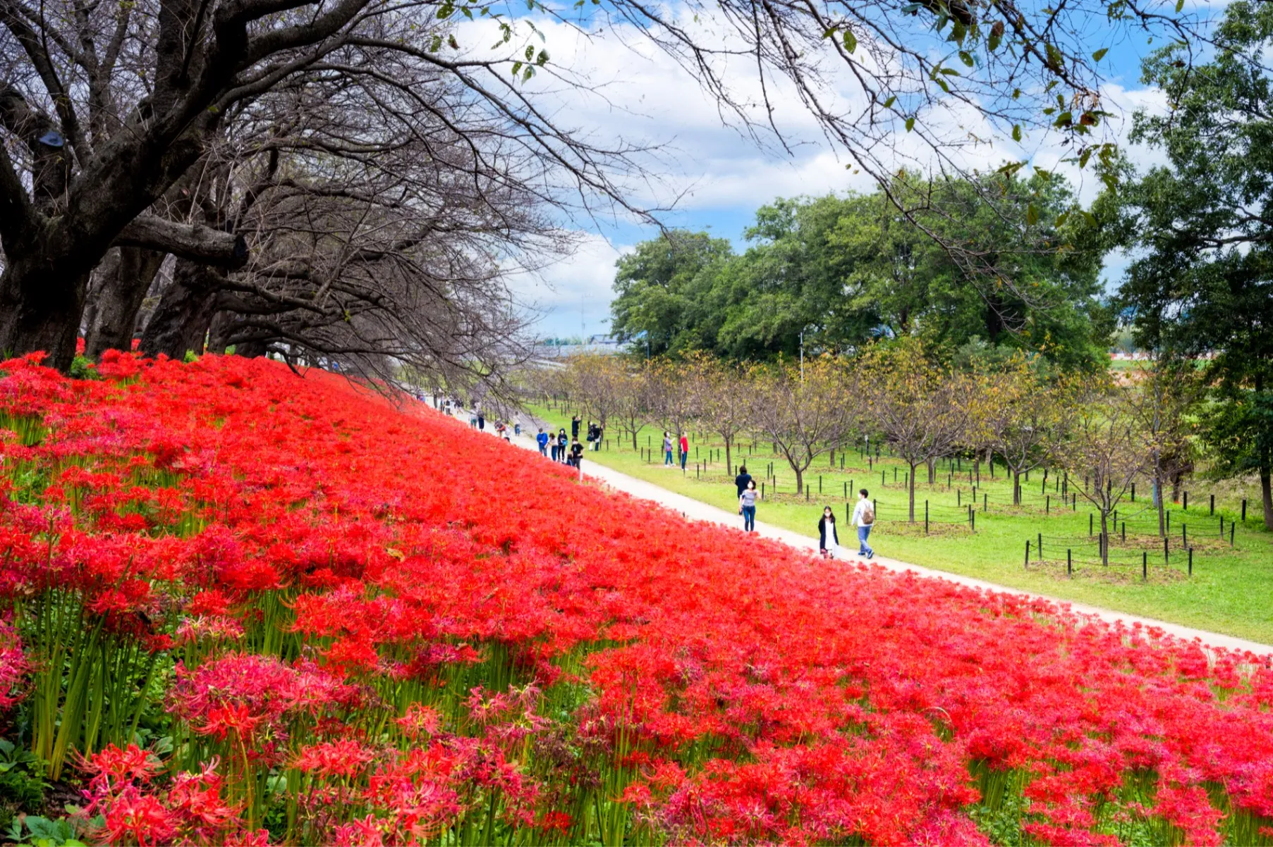 桜】菜の花との共演～権現堂公園 | 道産子しろくまのお茶目日記