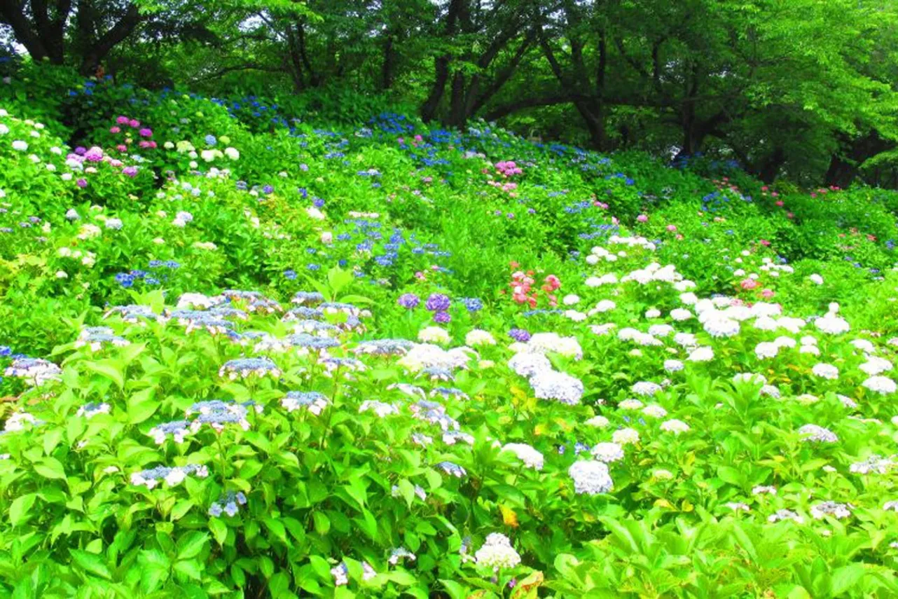 県営権現堂公園