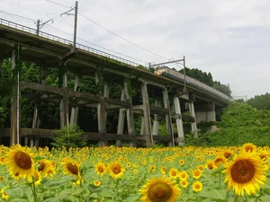 大網白里市農村ふれあいセンター前 ひまわり畑