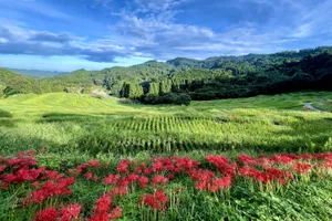 大山千枚田