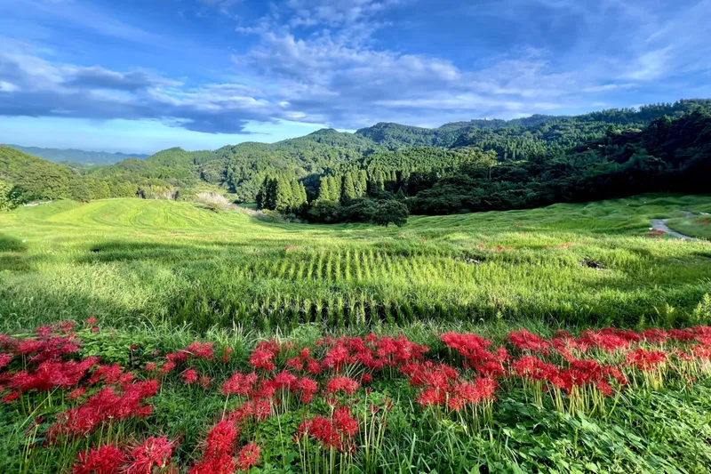 大山千枚田