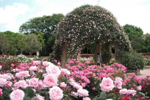 千葉県立柏の葉公園