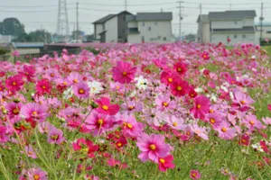 コスモスふれあいロード