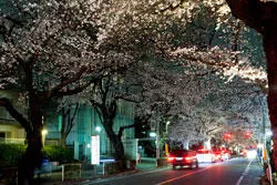 中央通り(市役所前)の桜並木