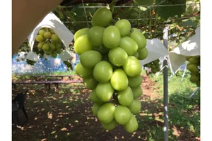 FRUIT PARK YOKOHAMA 芝口果樹園