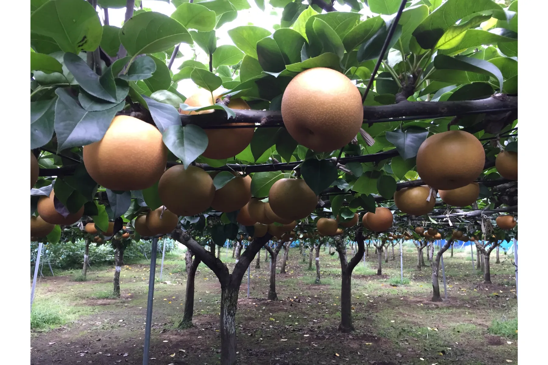 FRUIT PARK YOKOHAMA 芝口果樹園_3
