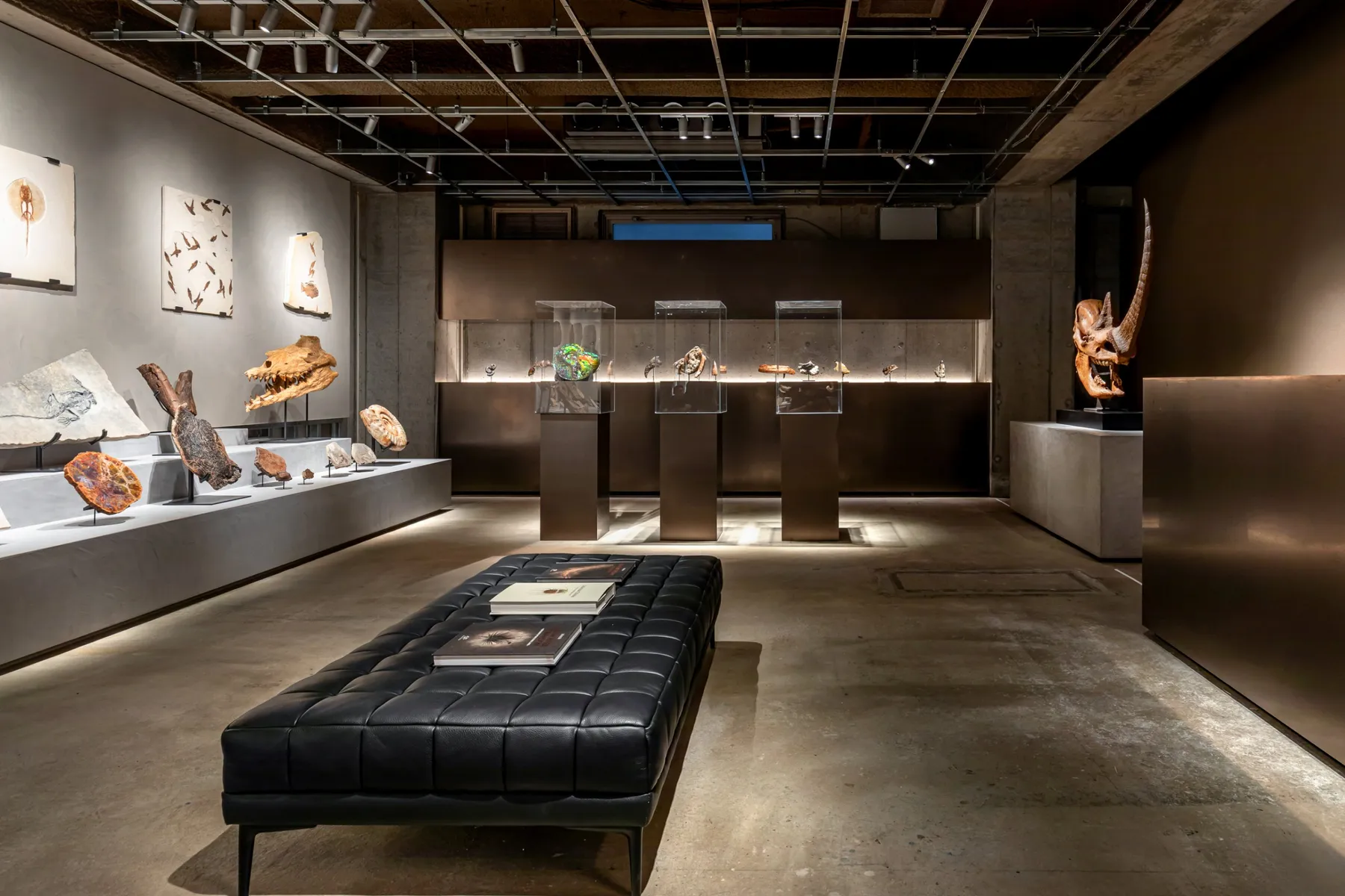 買える化石博物館 TOKYO_4