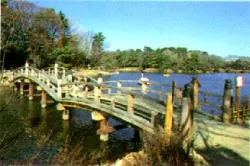 洗足池公園_1