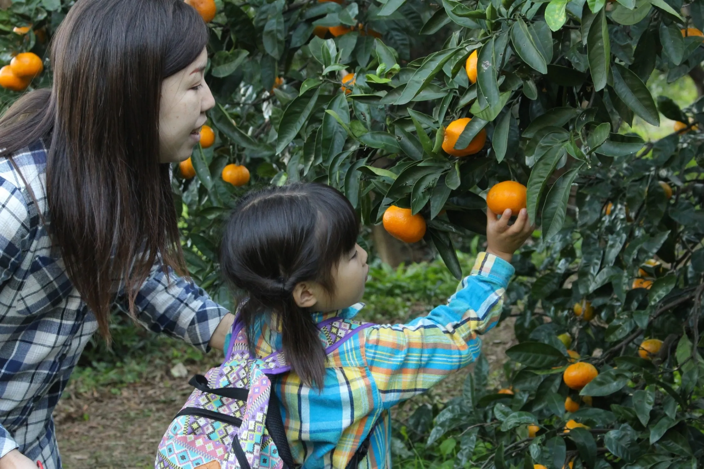 松本農園