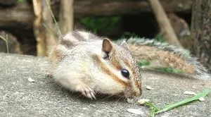 町田リス園