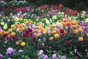 両神山麓花の郷　ダリア園