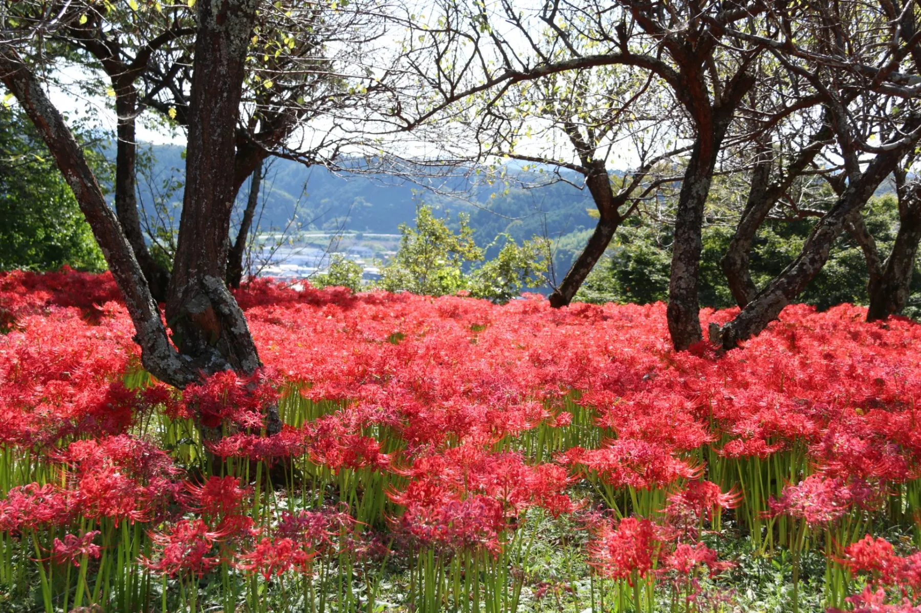 城山公園_1