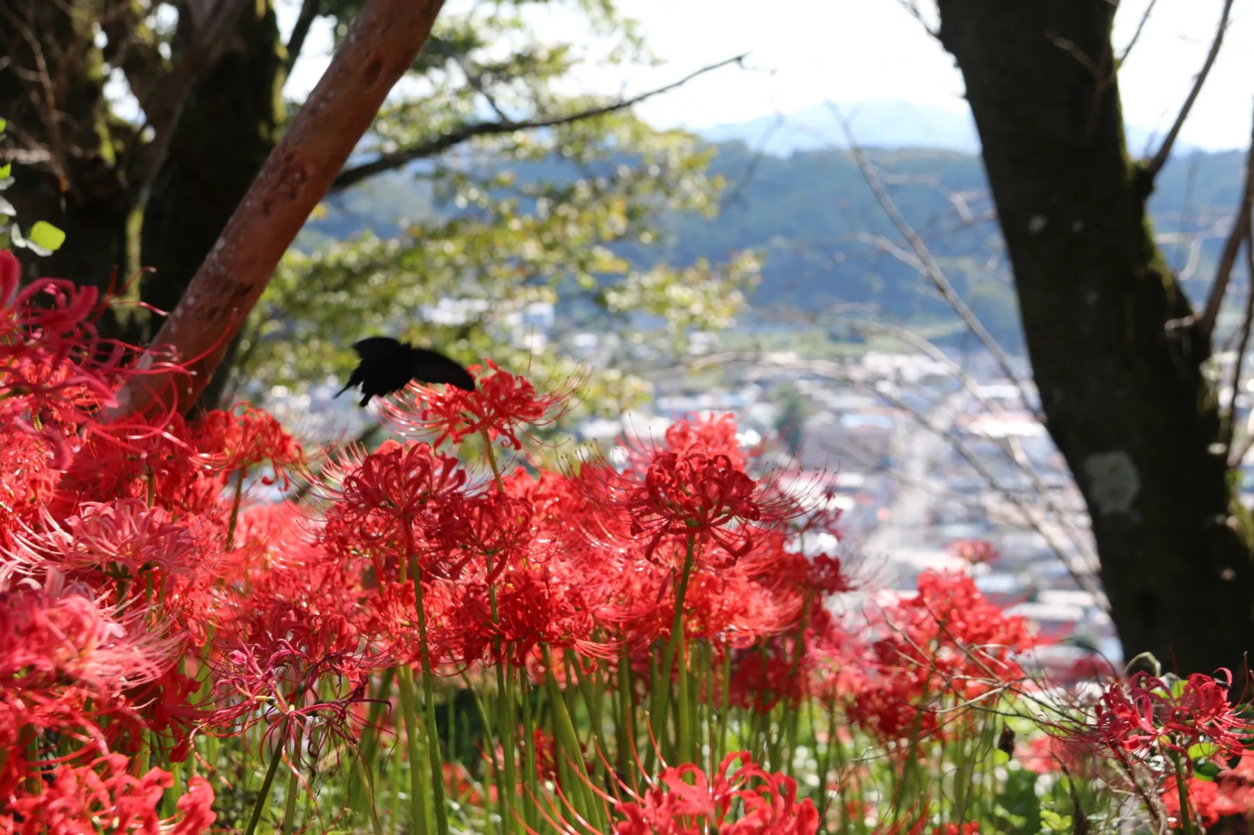 城山公園_2