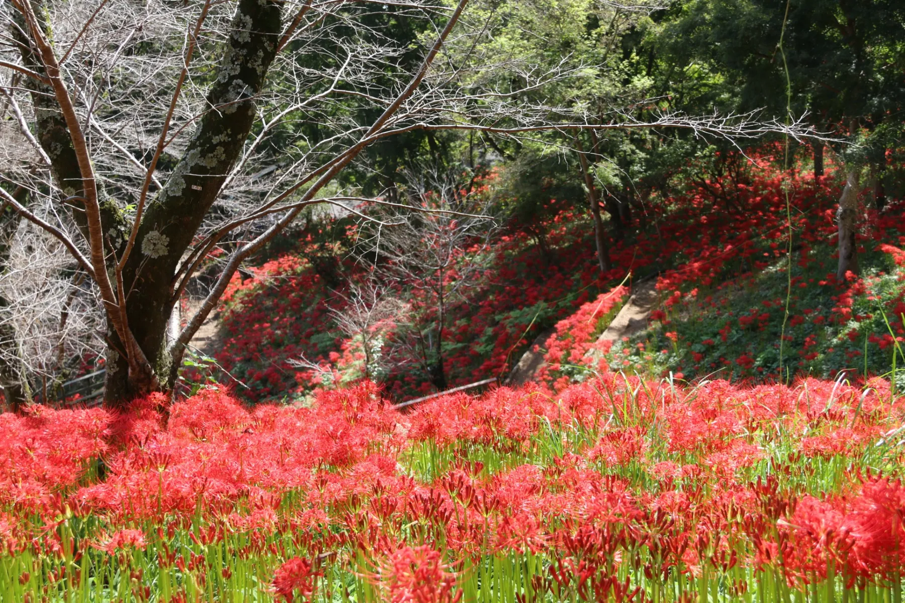 城山公園_5