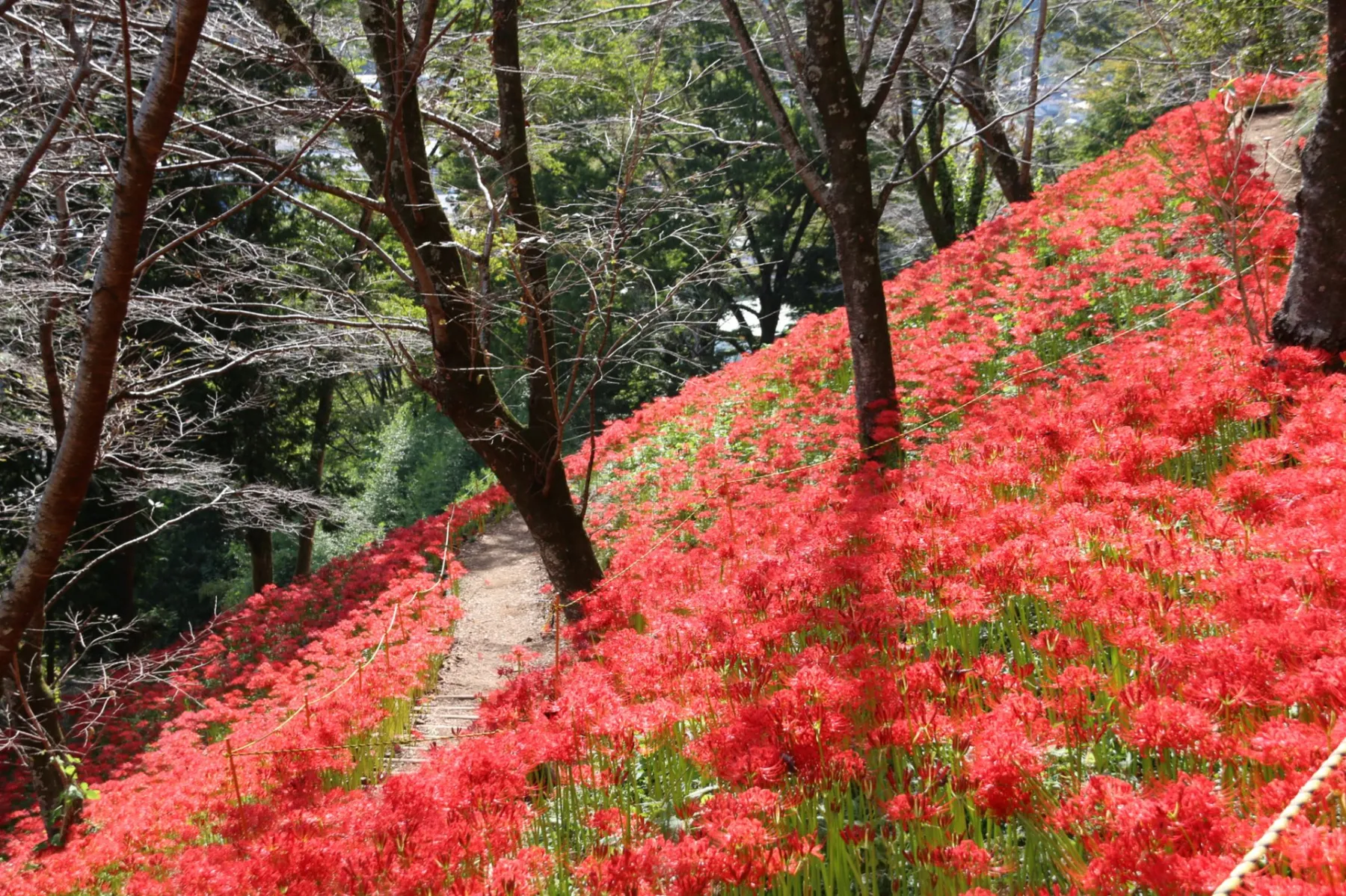 城山公園_6