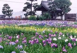 菖蒲城趾あやめ園
