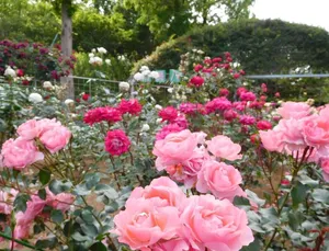 千葉市都市緑化植物園