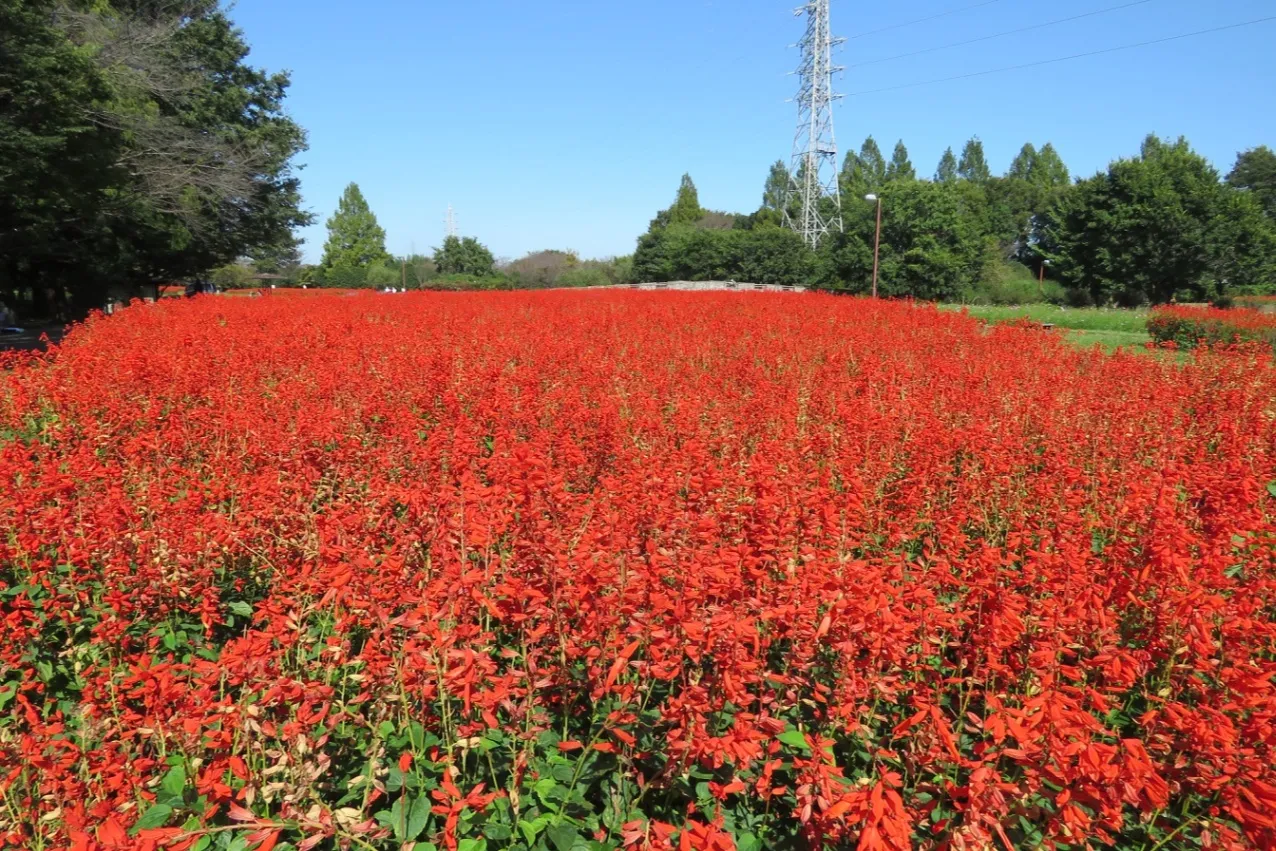 大宮花の丘農林公苑_2