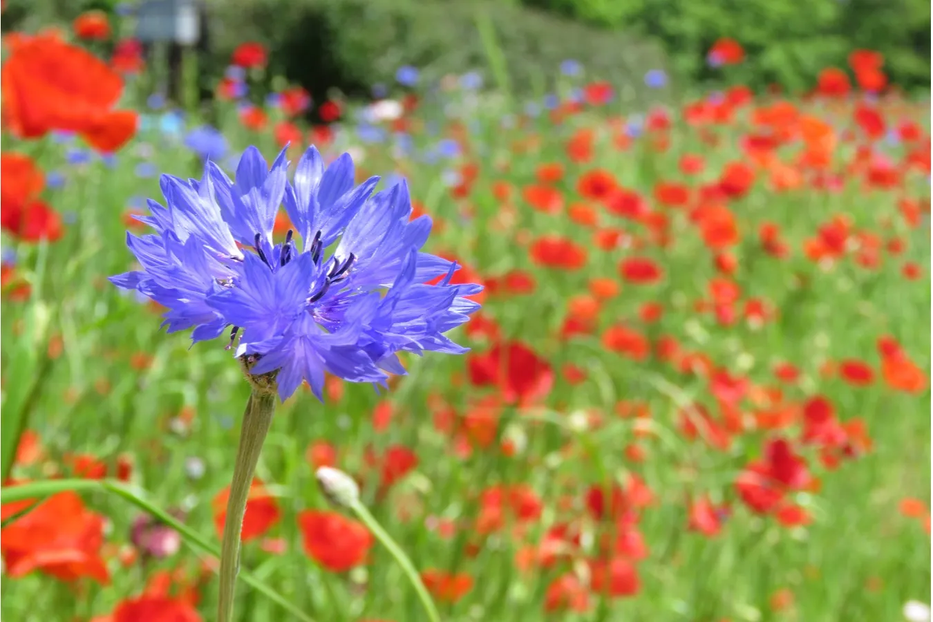 大宮花の丘農林公苑_7
