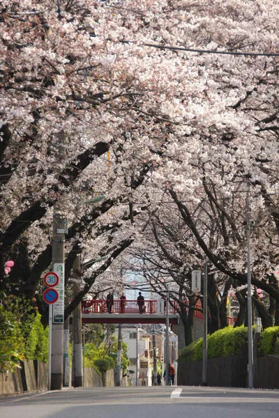 桜坂