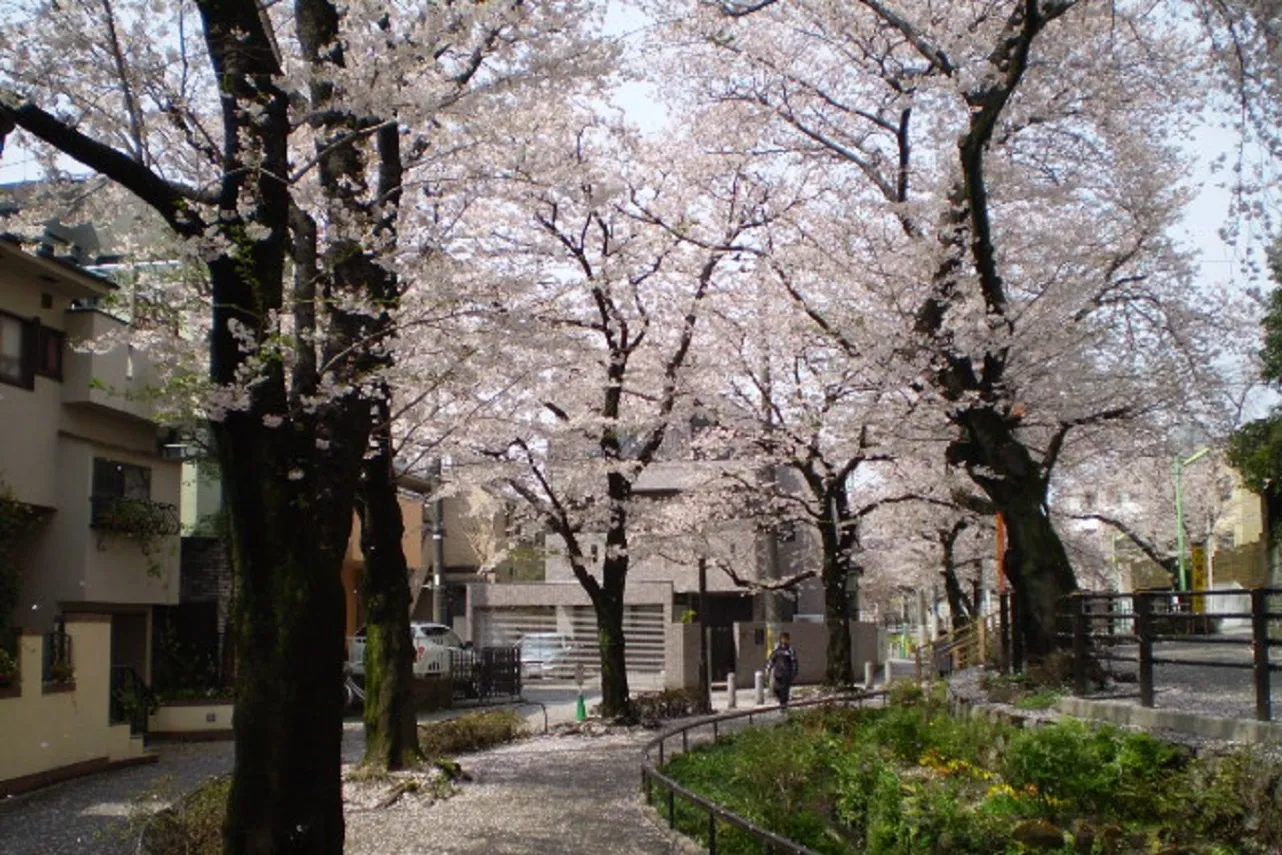世田谷区立北沢川緑道_3