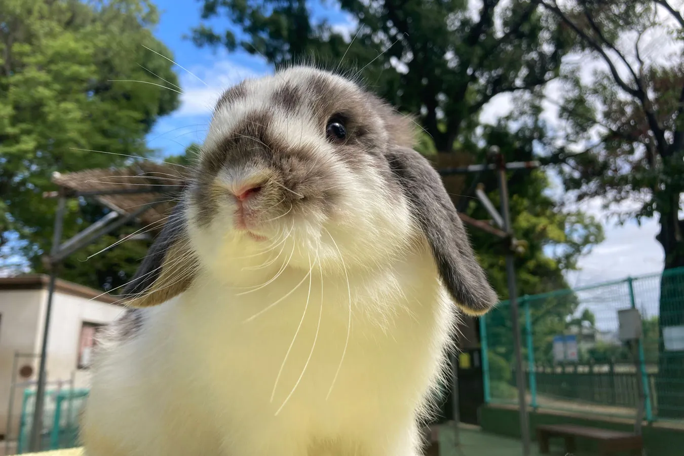 碑文谷公園こども動物広場_1