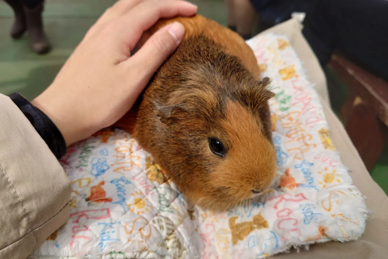 碑文谷公園こども動物広場_2