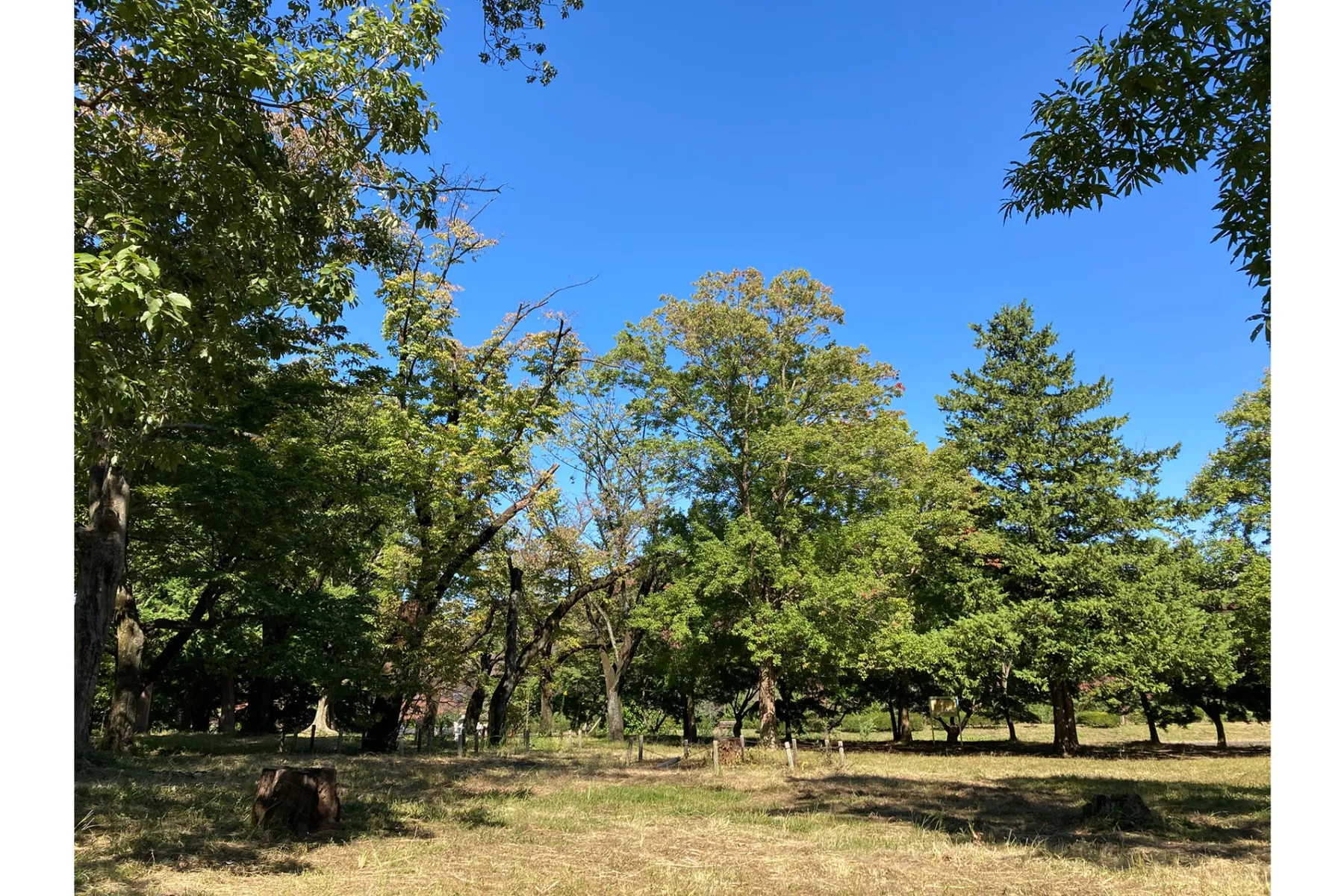 武蔵野公園　＜バーベキュー場＞_2