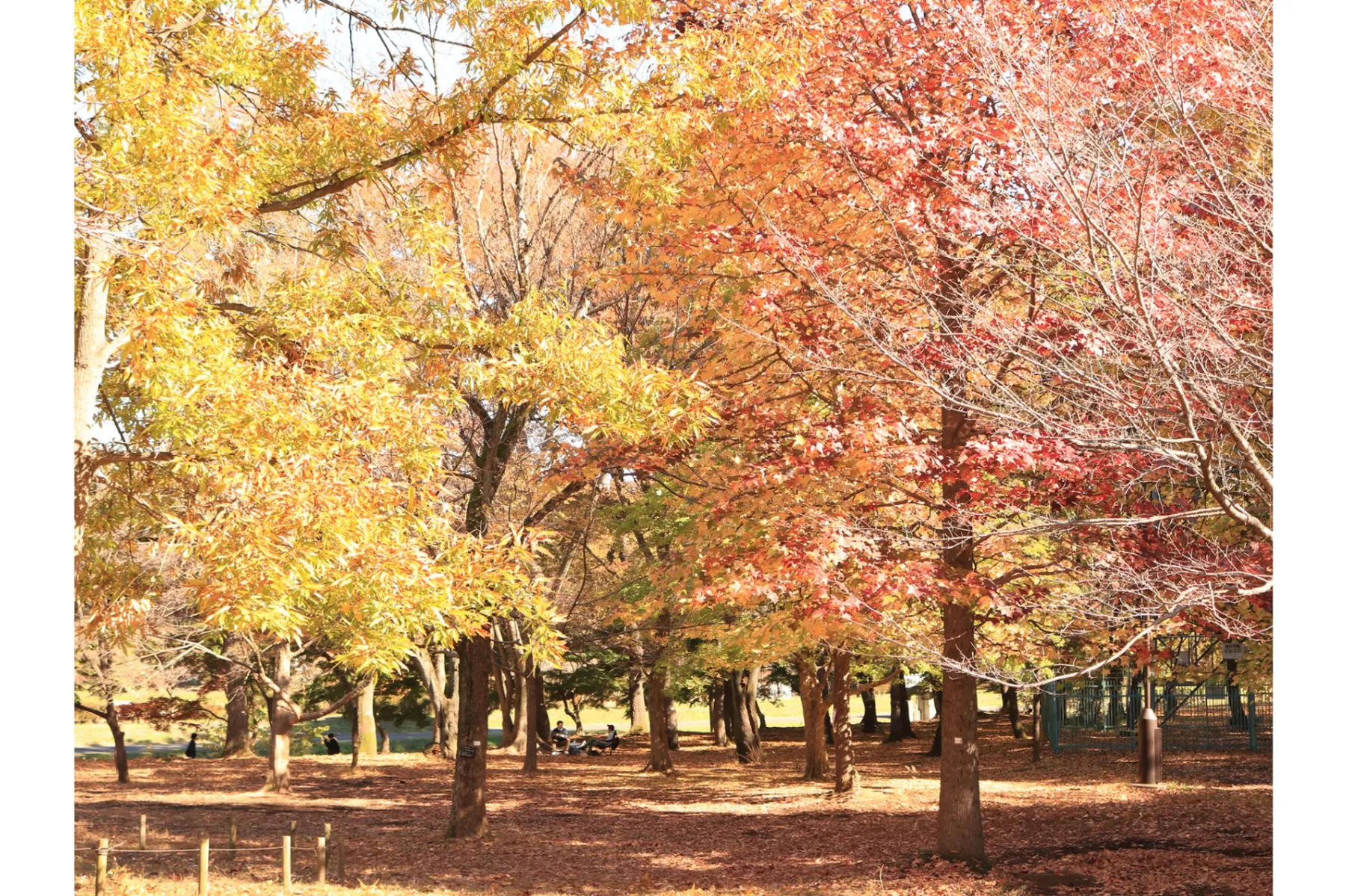 武蔵野公園　＜バーベキュー場＞_3