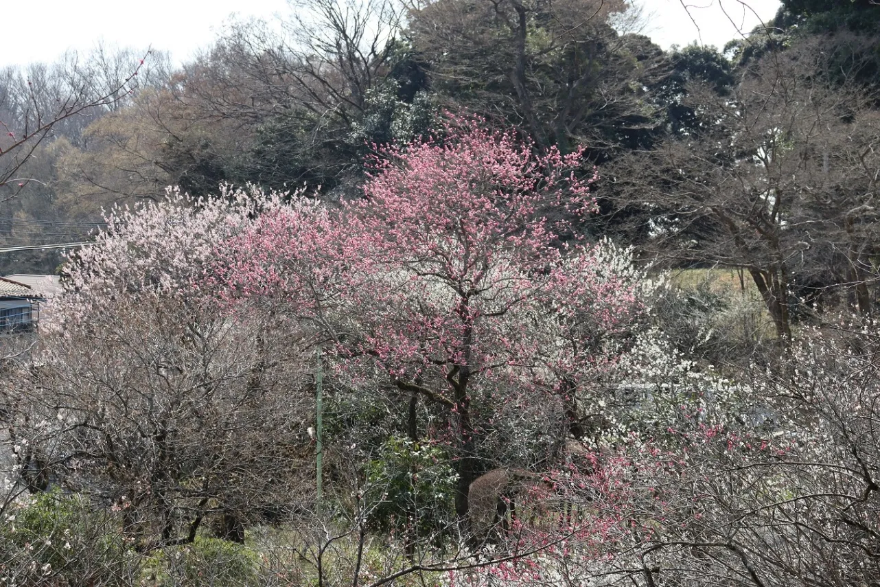 京王百草園_4