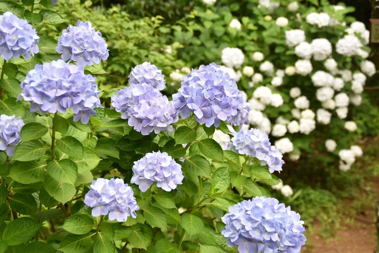 京王百草園_6