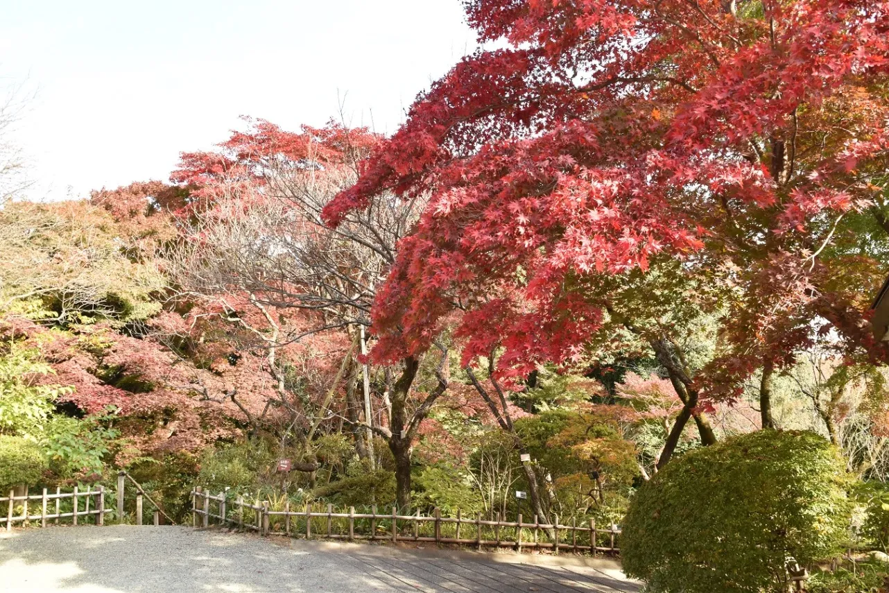 京王百草園_9