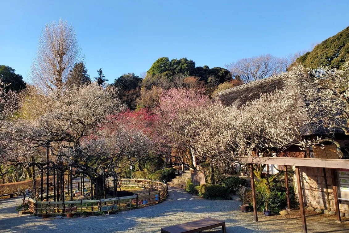 京王百草園_1