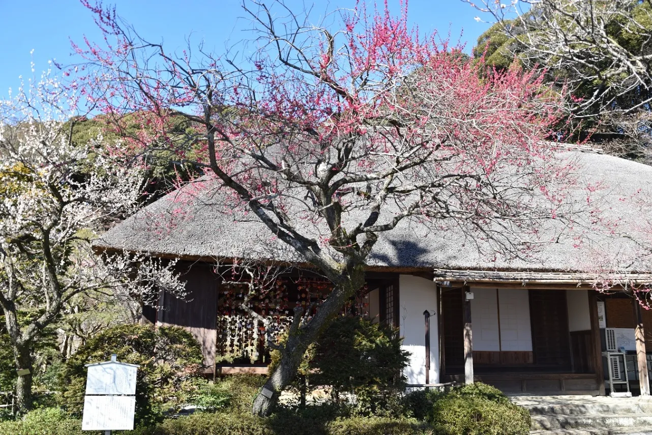 京王百草園_2
