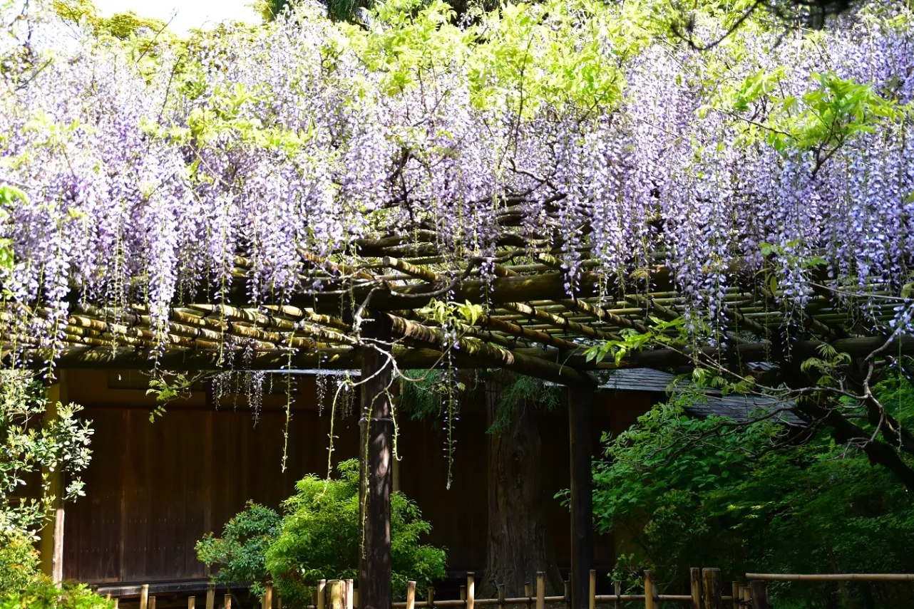 京王百草園_8