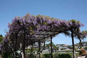 我孫子市水生植物園