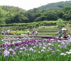 横須賀しょうぶ園