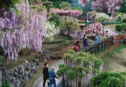 横須賀しょうぶ園_2