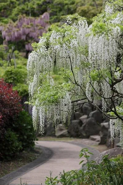 横須賀しょうぶ園_4