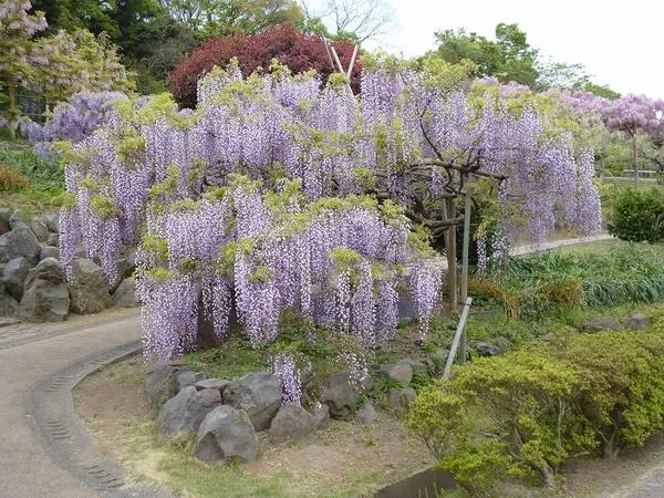 横須賀しょうぶ園_5