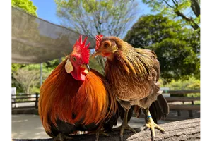 万騎が原ちびっこ動物園