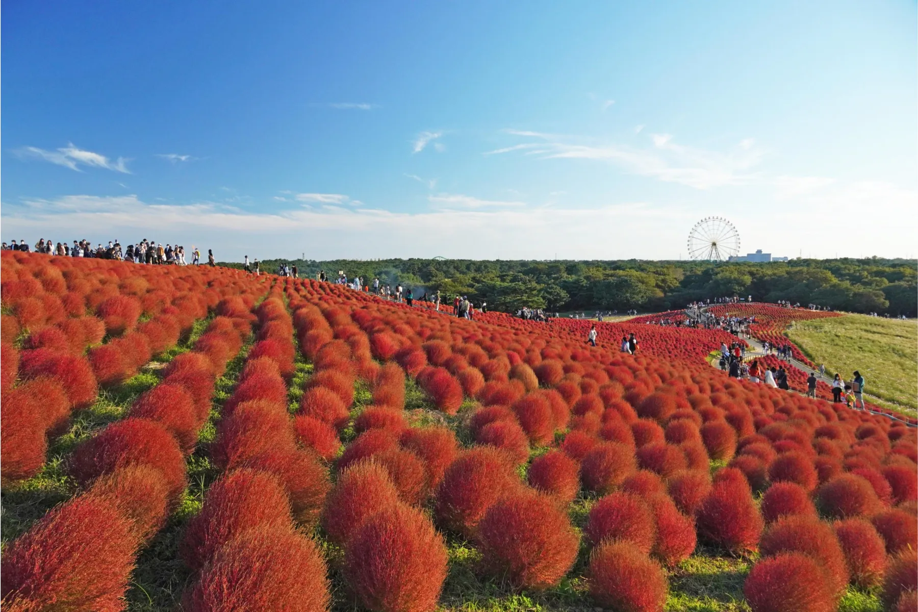 国営ひたち海浜公園_6