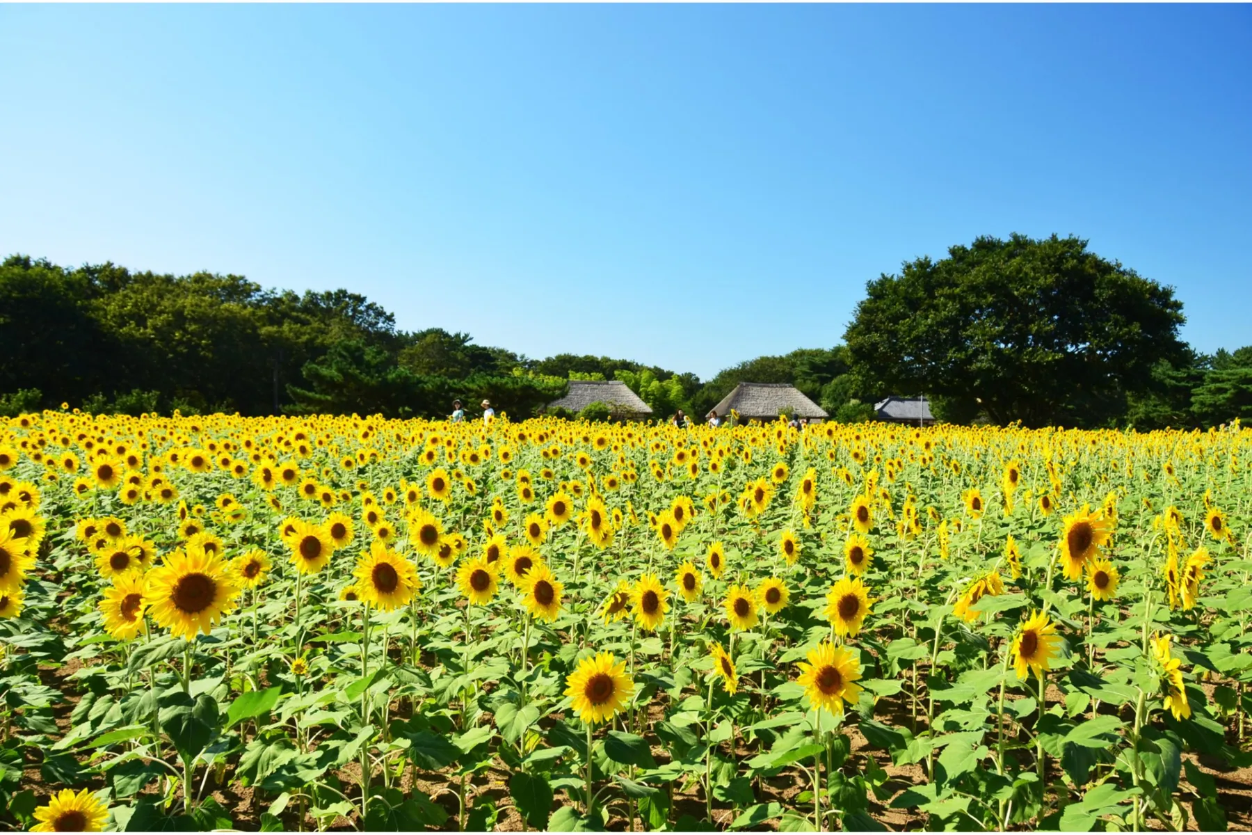 国営ひたち海浜公園_9