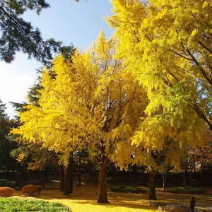 千葉公園