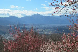 宝登山 梅百花園