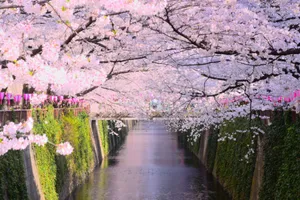 目黒川の桜並木＜目黒区＞
