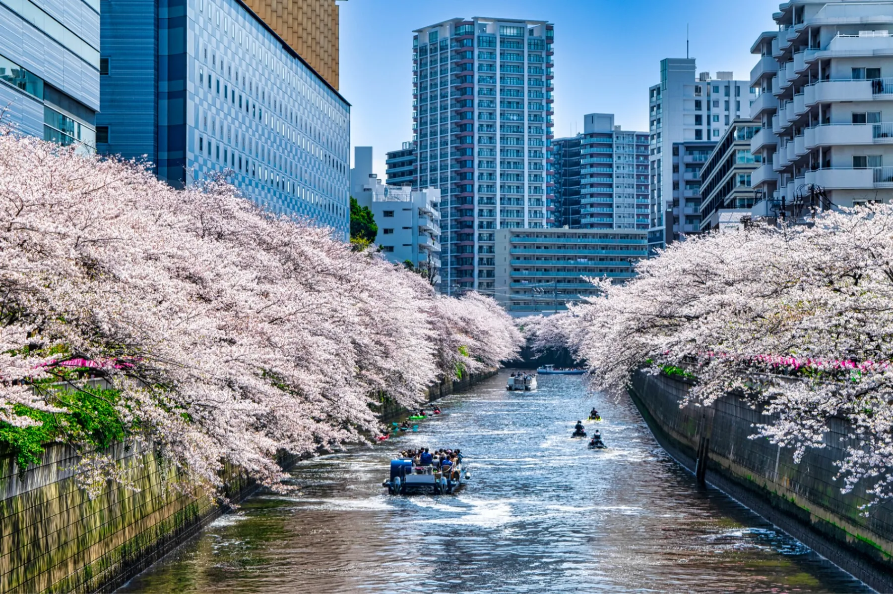 目黒川の桜並木＜目黒区＞_2