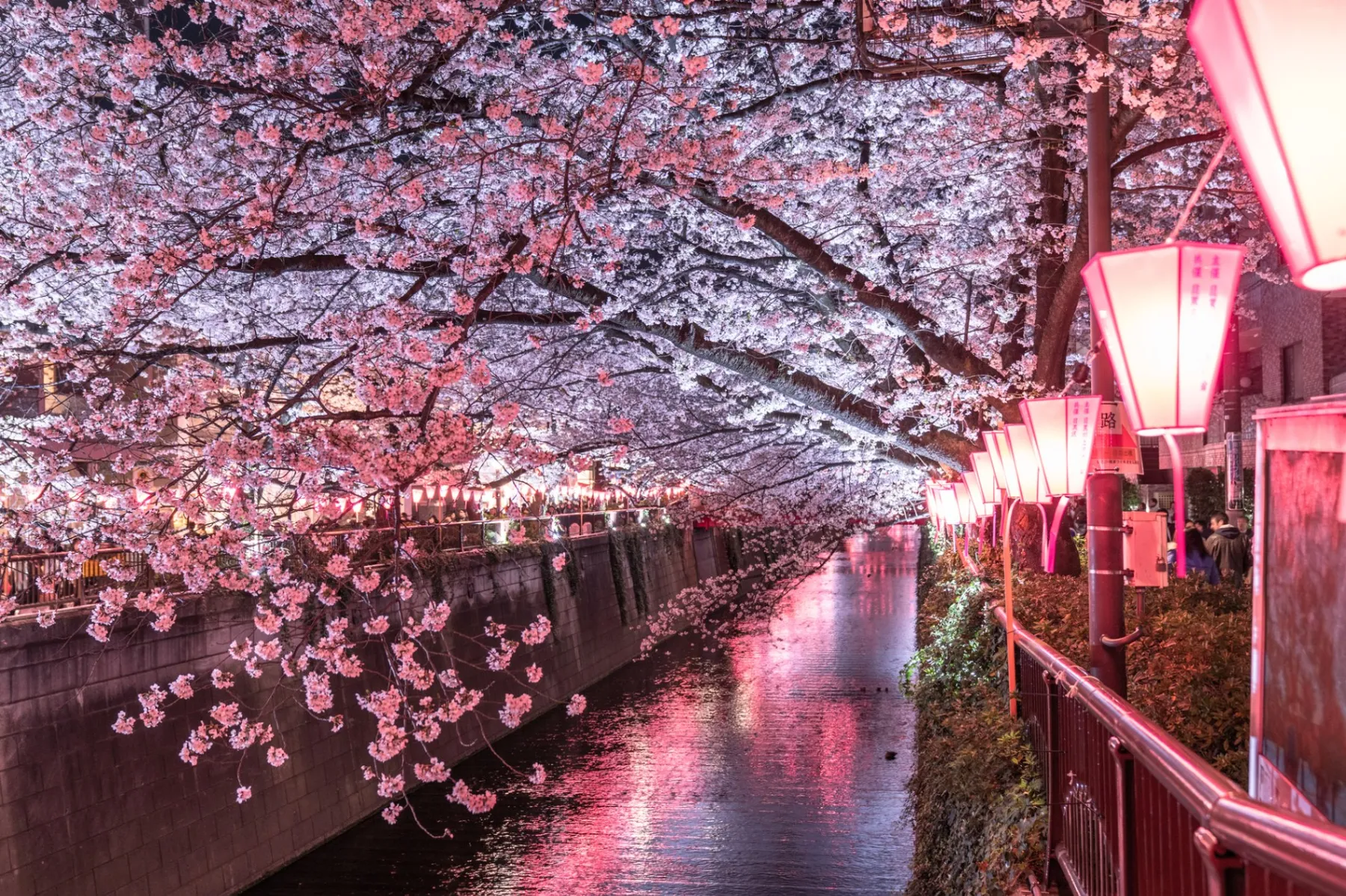 目黒川の桜並木＜目黒区＞_3