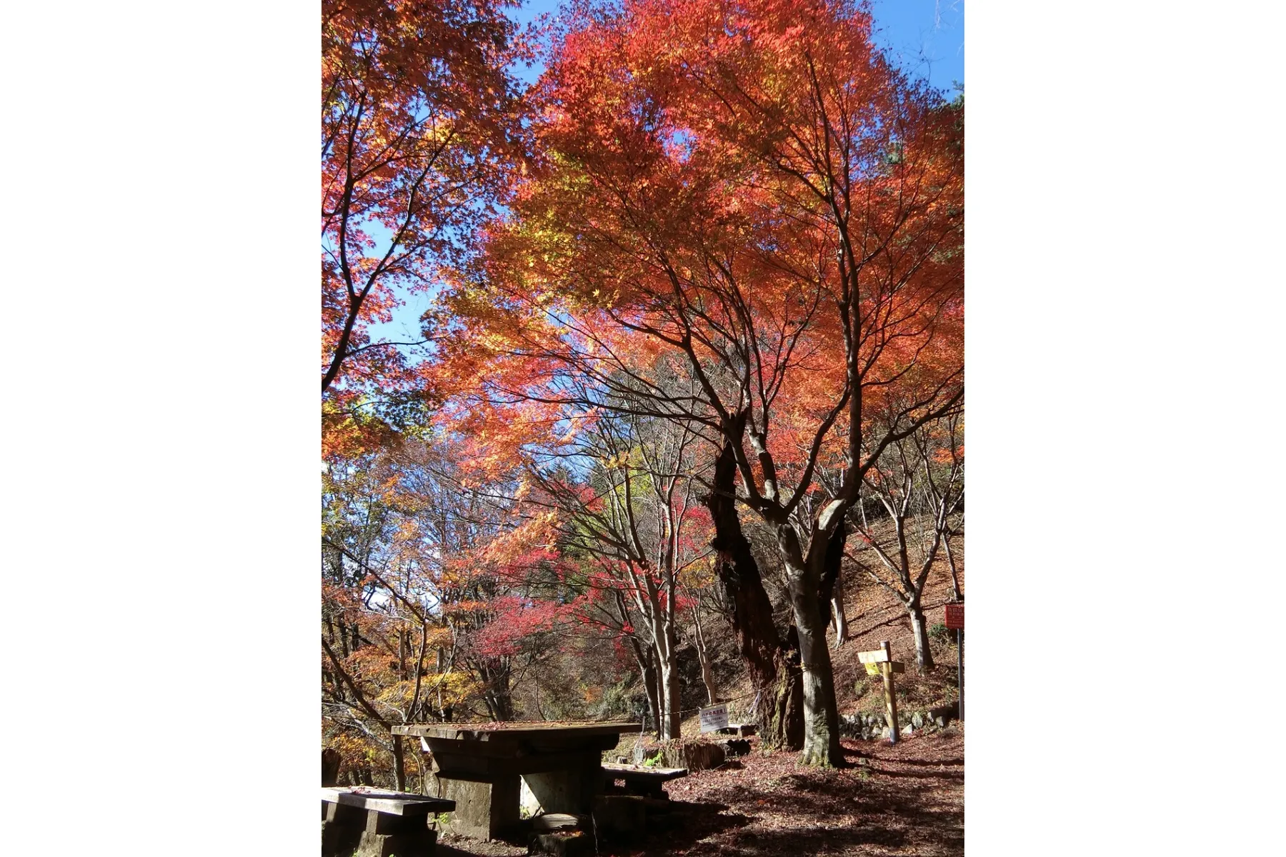 御岳山_12